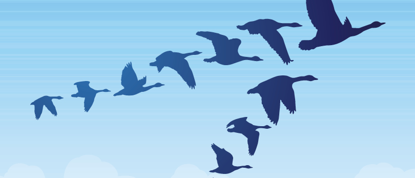 geese flying in V
