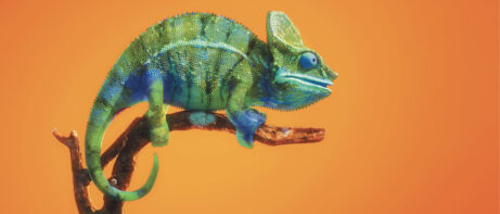 A chameleon perched on a stick
